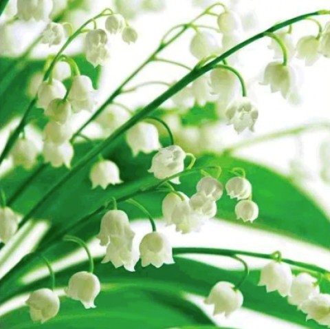 Konwalie - kartka FF73 